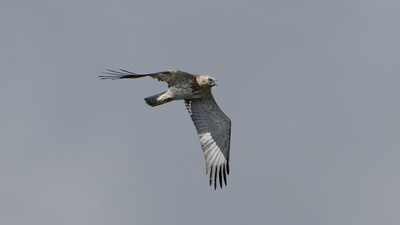 Yılan kartalı (Circaetus gallicus) - İstanbul / Beykoz kuş fotoğrafı