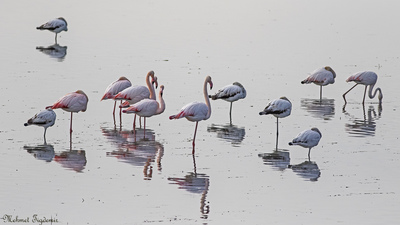Flamingo