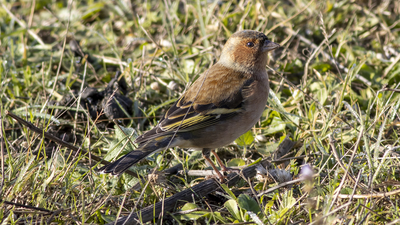 İspinoz - Fringilla coelebs kuş fotoğrafı