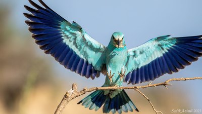 Gökkuzgun - Coracias garrulus kuş fotoğrafı
