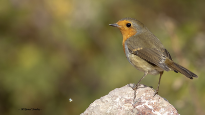 Kızılgerdan - Erithacus rubecula kuş fotoğrafı