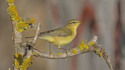 Söğütbülbülü (Phylloscopus trochilus) - Burdur / Merkez kuş fotoğrafı