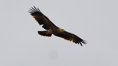 Şah Kartal