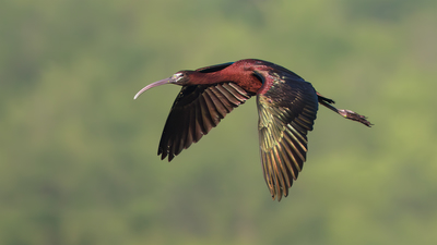 Çeltikçi (Plegadis falcinellus) - İstanbul / Beykoz kuş fotoğrafı