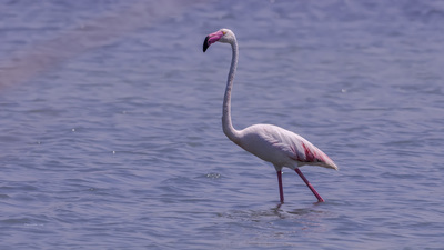 Flamingo - Phoenicopterus roseus kuş fotoğrafı