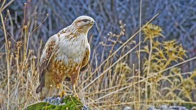Kızıl Şahin