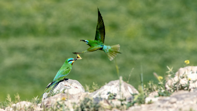 Yeşil Arıkuşu (Merops persicus) - Şanlıurfa / Karaköprü kuş fotoğrafı