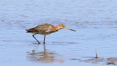 Çamurçulluğu - Limosa limosa kuş fotoğrafı