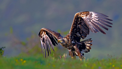 Akkuyruklu Kartal - Haliaeetus albicilla kuş fotoğrafı