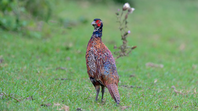 Sülün (Phasianus colchicus) - Samsun / 19-Mayıs kuş fotoğrafı
