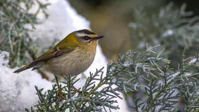 Sürmeli Çalıkuşu - Regulus ignicapilla kuş fotoğrafı