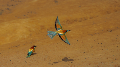 Arıkuşu - Merops apiaster kuş fotoğrafı