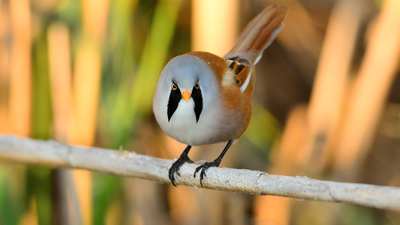 Bıyıklı Baştankara (Panurus biarmicus) - İzmir / Çiğli kuş fotoğrafı