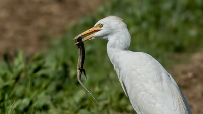 Sığır Balıkçılı - Ardea ibis kuş fotoğrafı