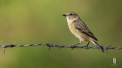 Taşkuşu - Saxicola rubicola kuş fotoğrafı