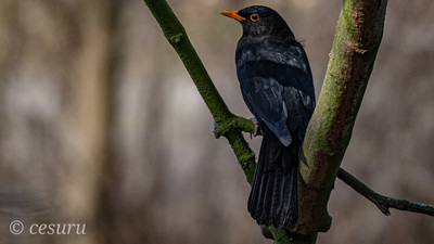 Karatavuk - Turdus merula kuş fotoğrafı