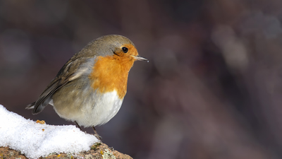 Kızılgerdan - Erithacus rubecula kuş fotoğrafı
