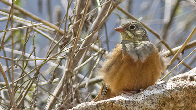 Kirazkuşu (Emberiza hortulana) - Isparta / Gönen kuş fotoğrafı