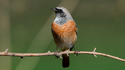 Kızılkuyruk - Phoenicurus phoenicurus kuş fotoğrafı