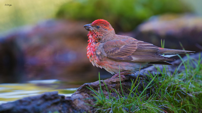 Çütre - Carpodacus erythrinus kuş fotoğrafı