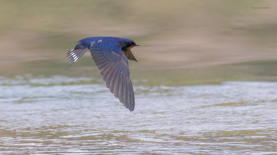 Kır Kırlangıcı - Hirundo rustica kuş fotoğrafı
