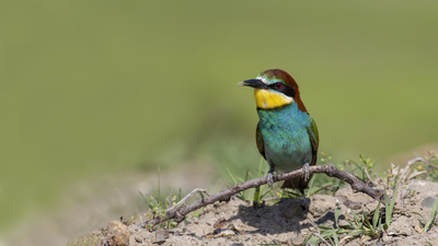 Arıkuşu (Merops apiaster) - Van / İpekyolu kuş fotoğrafı