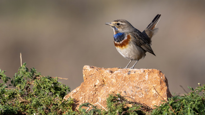 Mavigerdan - Luscinia svecica kuş fotoğrafı
