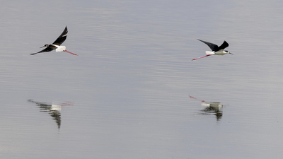 Uzunbacak (Himantopus himantopus) - Ankara / Gölbaşı kuş fotoğrafı