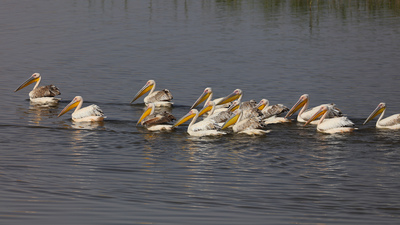 Ak Pelikan - Pelecanus onocrotalus kuş fotoğrafı