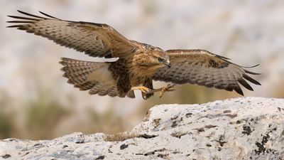 Kızıl Şahin - Buteo rufinus kuş fotoğrafı