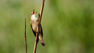 Büyük Kamışçın