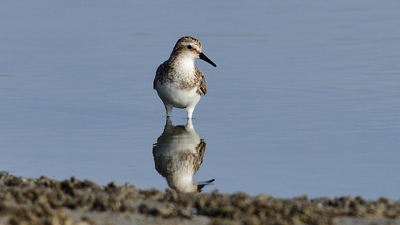 Küçük Kumkuşu - Calidris minuta kuş fotoğrafı