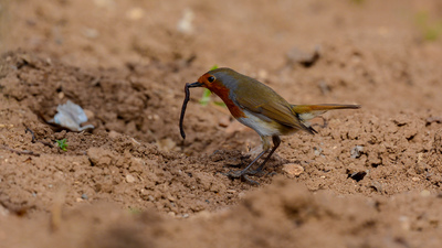 Kızılgerdan - Erithacus rubecula kuş fotoğrafı