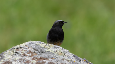 Kara Kızılkuyruk (Phoenicurus ochruros) - Ankara / Kızılcahamam kuş fotoğrafı