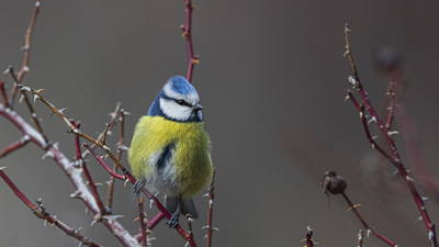 Mavi baştankara (Cyanistes caeruleus) - Ankara / Kızılcahamam kuş fotoğrafı