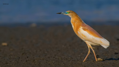 Alaca Balıkçıl - Ardeola ralloides kuş fotoğrafı