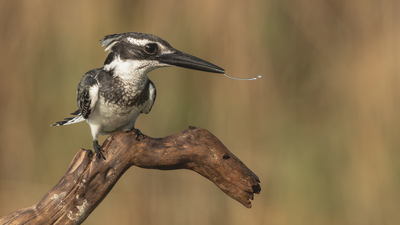 Alaca yalıçapkını (Ceryle rudis) - Adana / Karataş kuş fotoğrafı