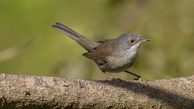 Maskeli Ötleğen - Curruca melanocephala kuş fotoğrafı