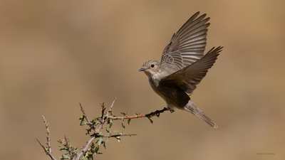 Benekli Sinekkapan (Muscicapa striata) - Bilecik / Bozüyük kuş fotoğrafı