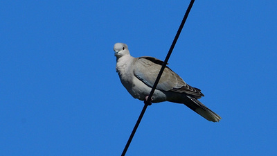 Kumru (Streptopelia decaocto) - İzmir / Çiğli kuş fotoğrafı