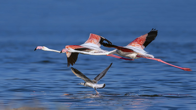 Flamingo