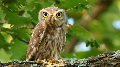 Kukumav (Athene noctua) - Tekirdağ / Çerkezköy kuş fotoğrafı