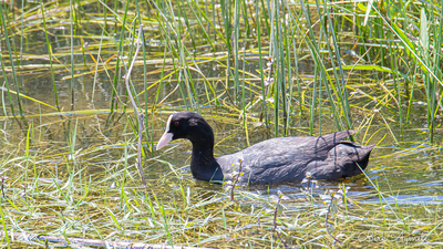 Sakarmeke (Fulica atra) - Bursa / Karacabey kuş fotoğrafı