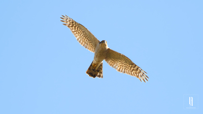 Atmaca