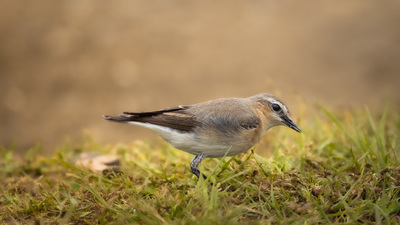 Kuyrukkakan