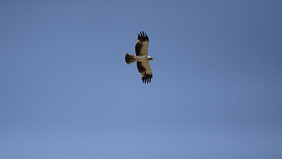 Küçük Kartal