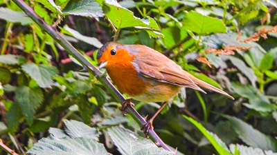 Kızılgerdan - Erithacus rubecula kuş fotoğrafı