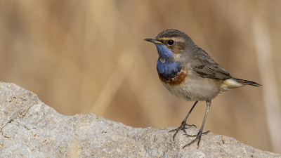 Mavigerdan - Luscinia svecica kuş fotoğrafı