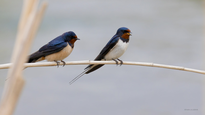 Kır Kırlangıcı (Hirundo rustica) - Amasya / Taşova kuş fotoğrafı