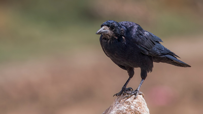 Ekin Kargası - Corvus frugilegus kuş fotoğrafı